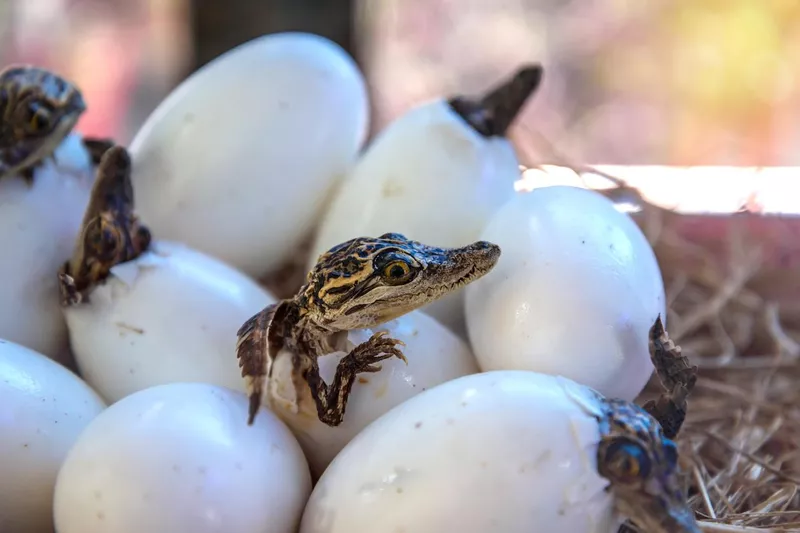 Baby crocodiles