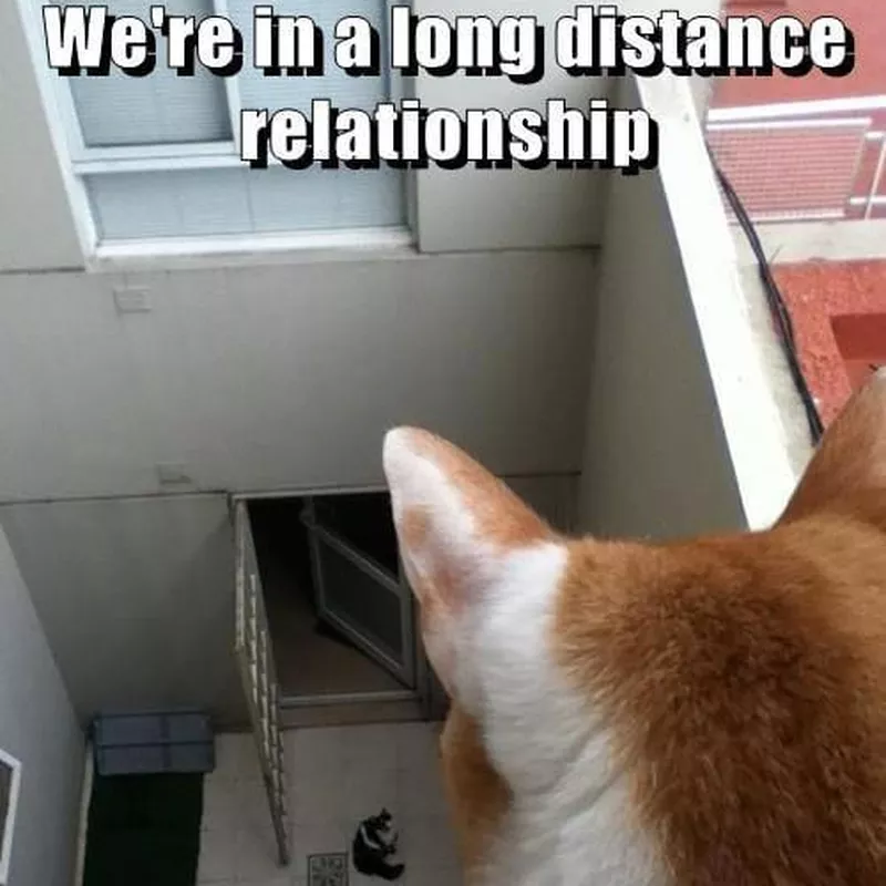 cat looking at other cat below