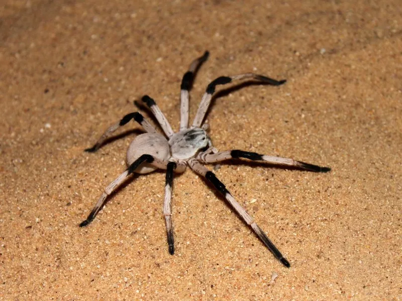Cerbalus aravaensis at Samar Sands