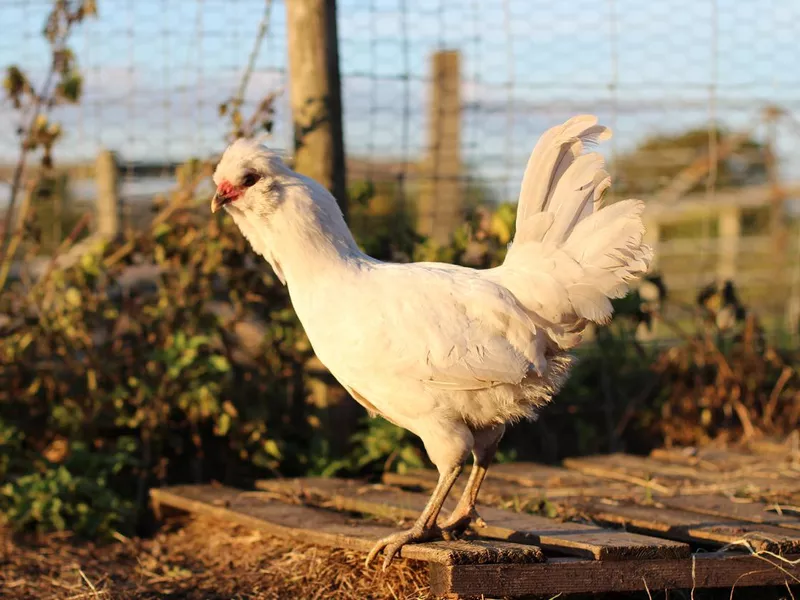An Araucana blue egg laying hen