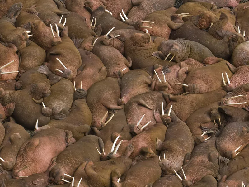 Hundreds of walruses on the beach at Round Island, Alaska