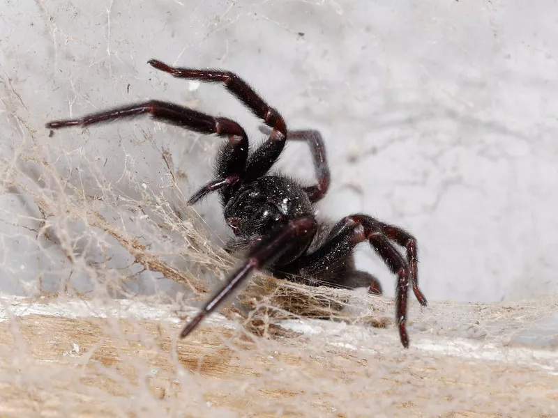 Black House Spider