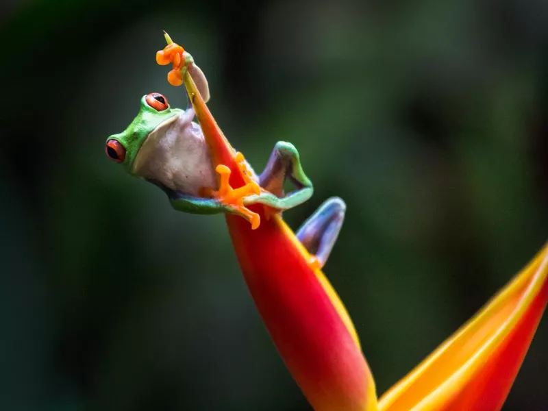 Red-Eyed Tree Frog