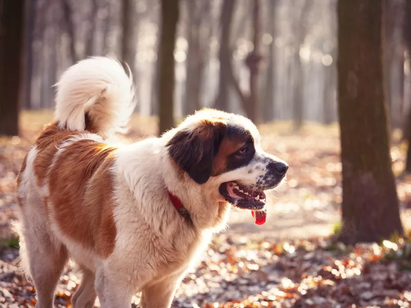 Saint Bernard