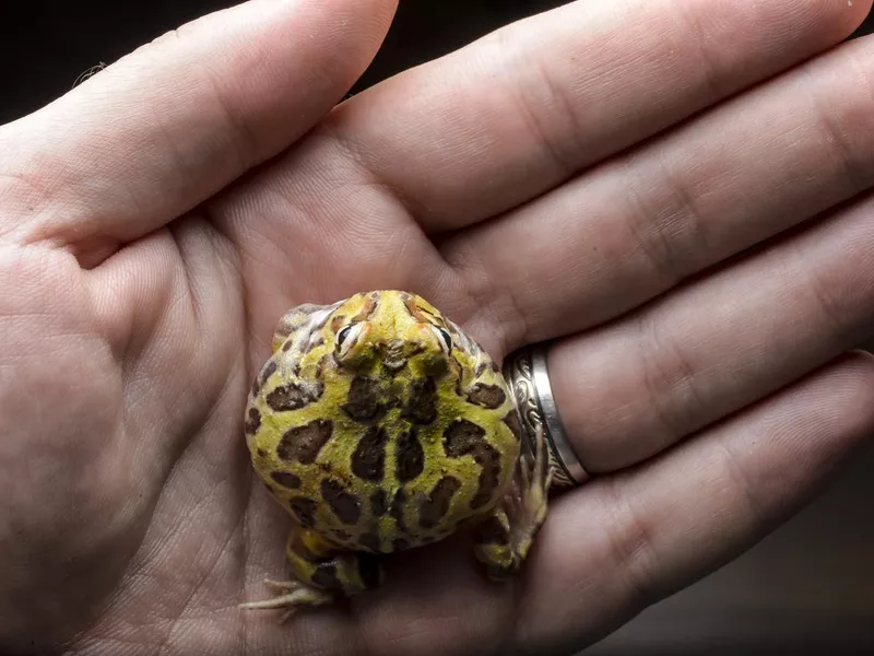Pacman Frog