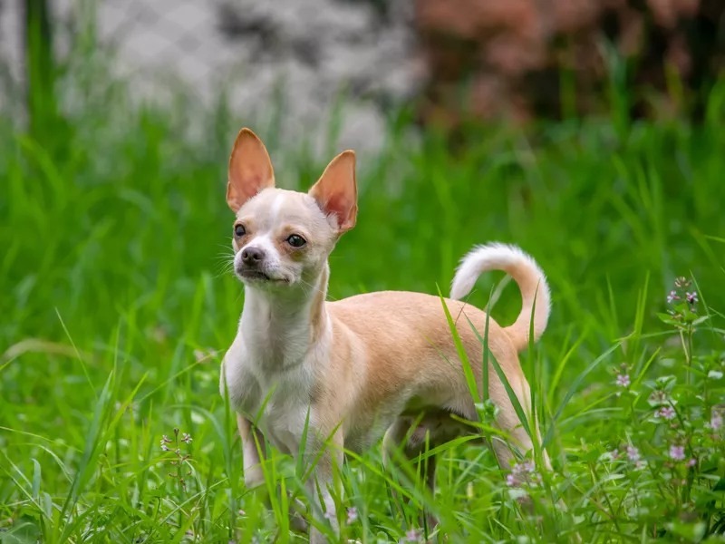 Chihuahua
