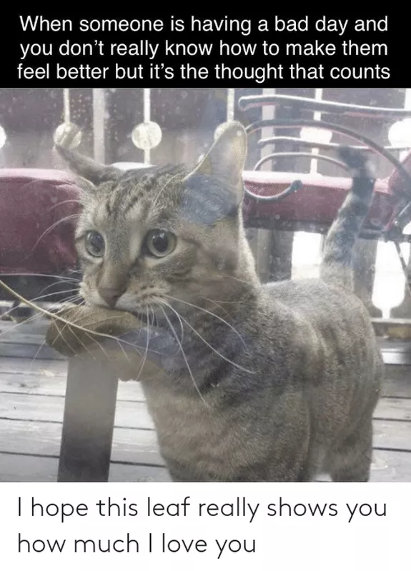 Cat bringing a leaf