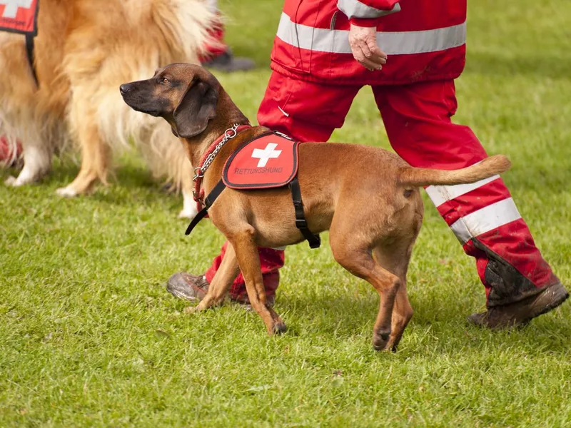 International Search and Rescue Dog Day