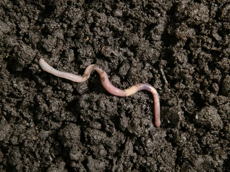 Earthworm in the dirt
