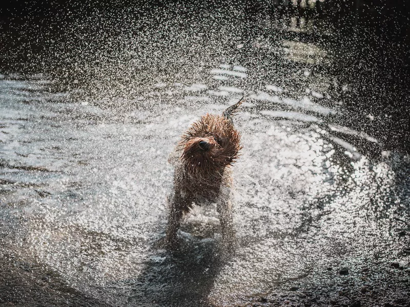 Shakin hedgehog