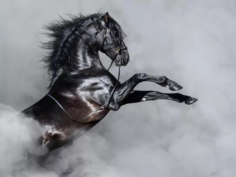 Black Andalusian horse rearing in smoke.