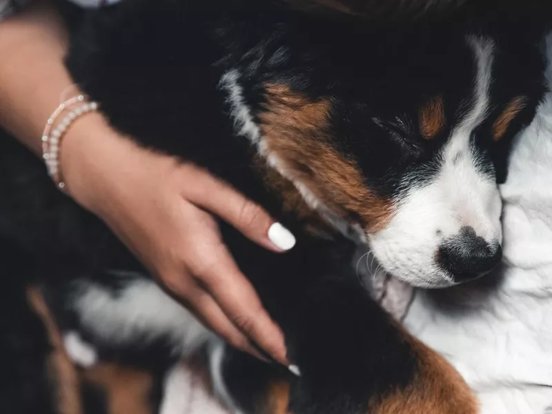 Puppy and person sleeping