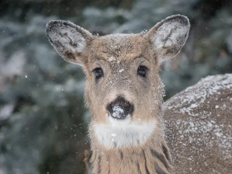 Cute deer face