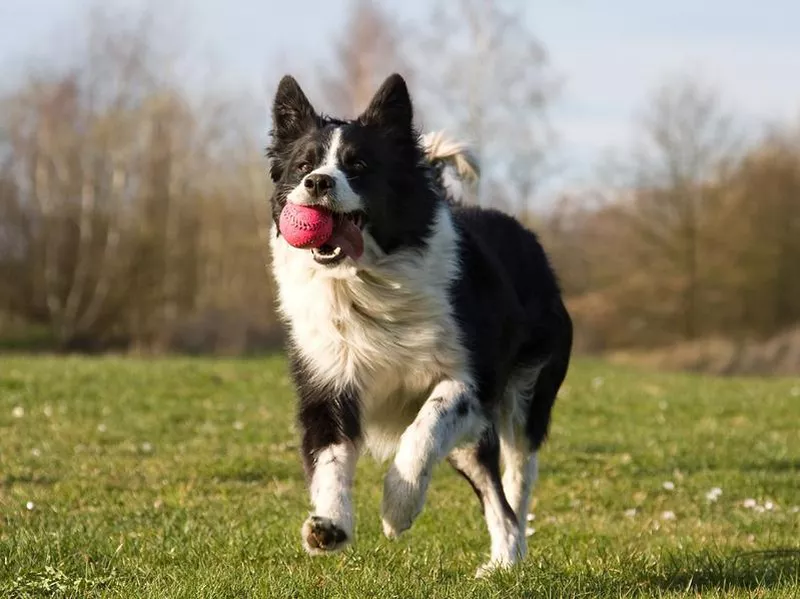 Border collie