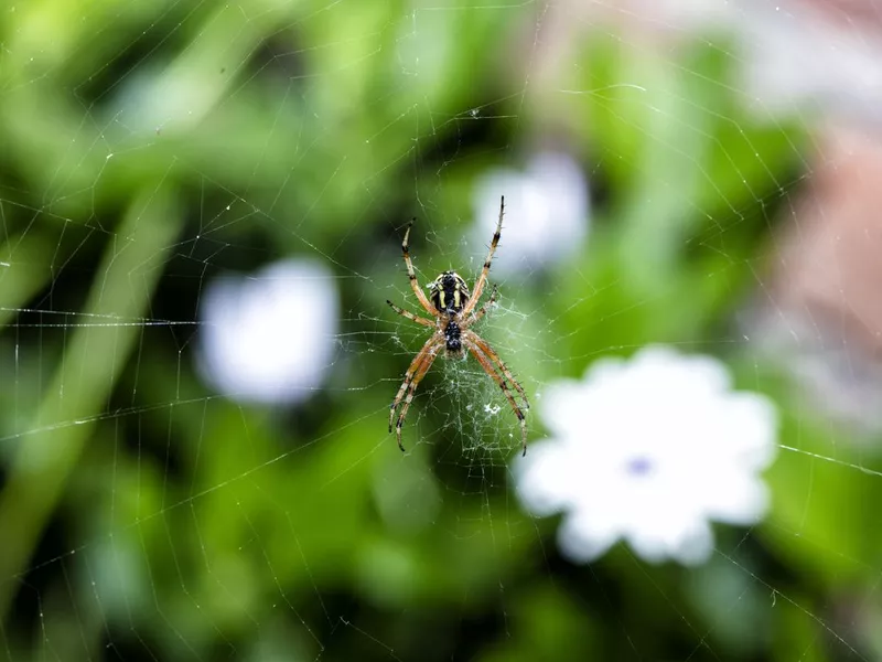Wolf Spider
