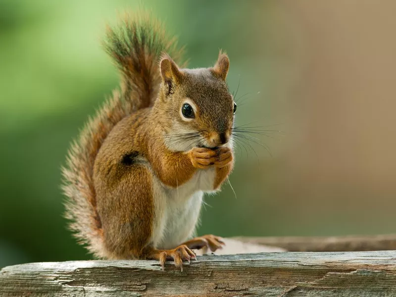 American Red Squirrel