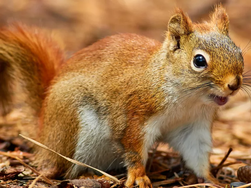 Squirrel Outside