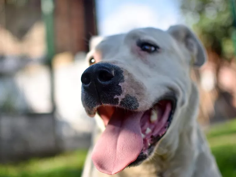 Dogo Argentino Behavior