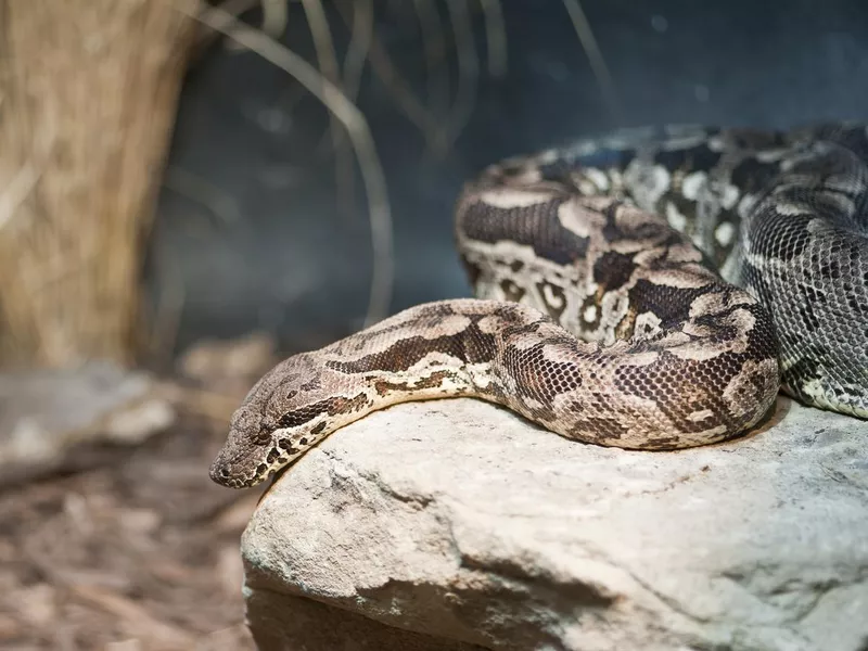 Dumeril's Boa Acrantohpis Dumerili