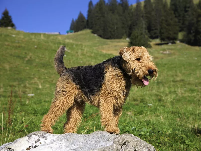 Welsh Terrier