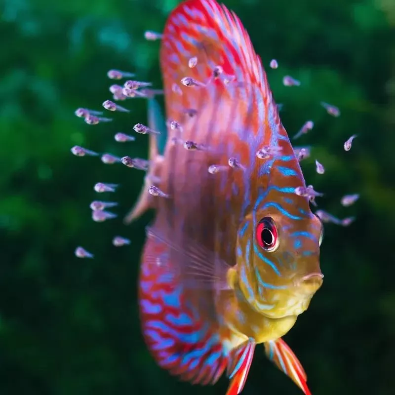 Baby Discus fish