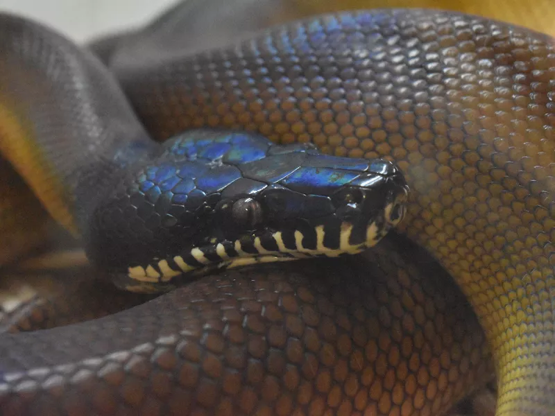 D'Albertis python