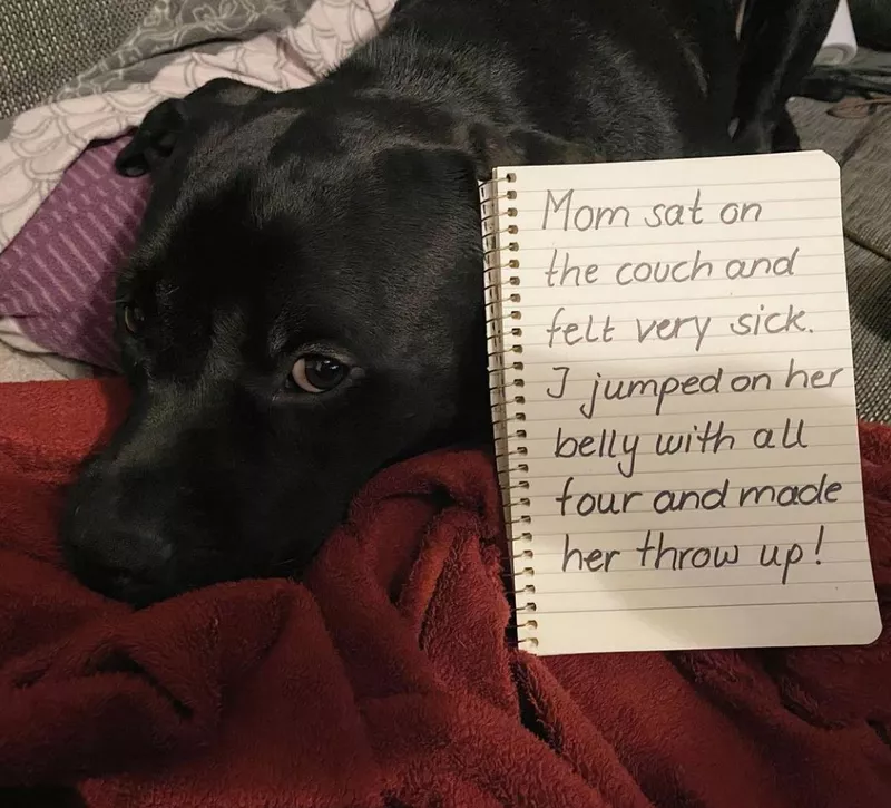 Silly dog jumped on mom