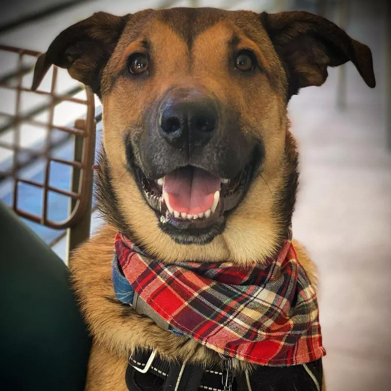 Australian Cattle Dog Husky Mix