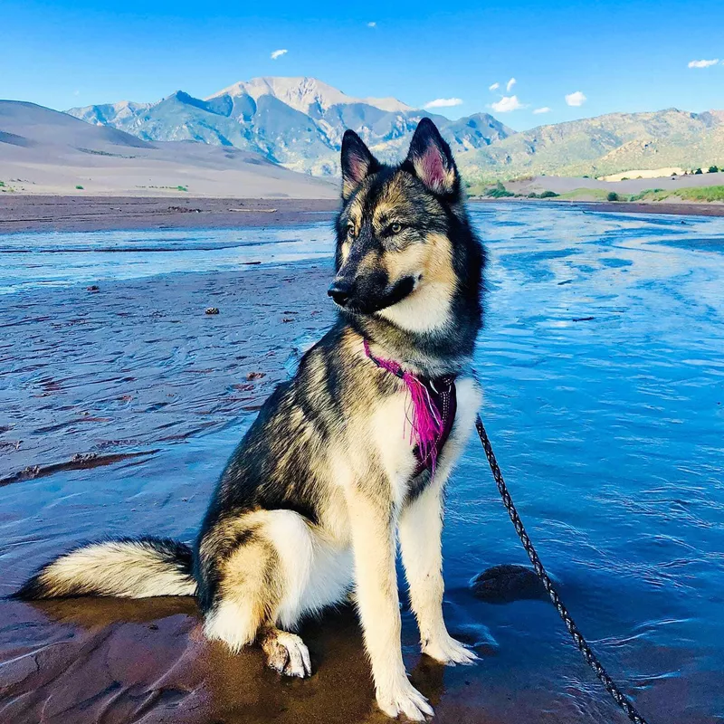 Wolf dog training