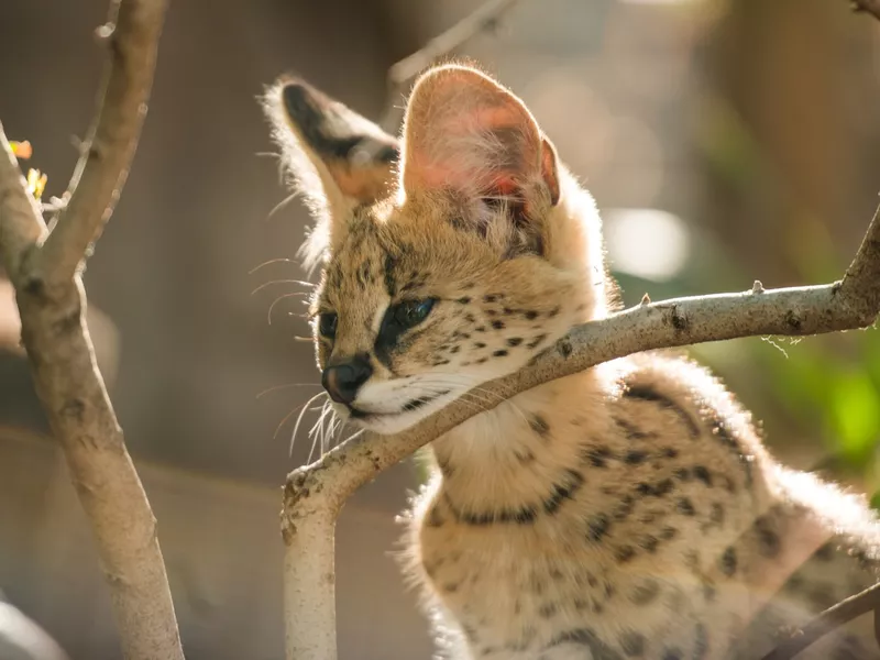 African Serval