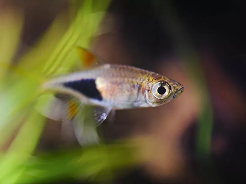 Harlequin Rasbora