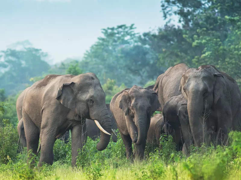 Indian elephant at Reserve Forest in India