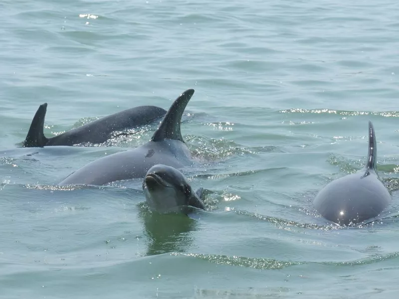 Nicklo the dolphin and her family