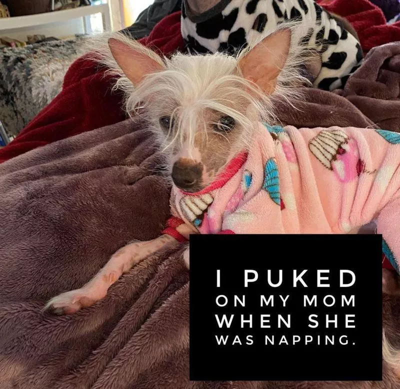 Small dog did something naughty
