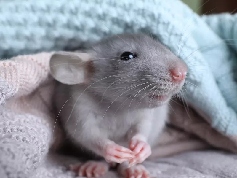 Cute small rat wrapped in knitted plaid