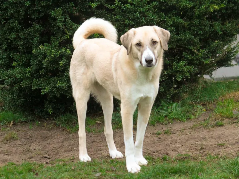 Anatolian Shepherd in the garden