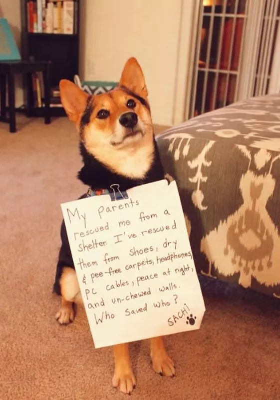 Funny dog picture