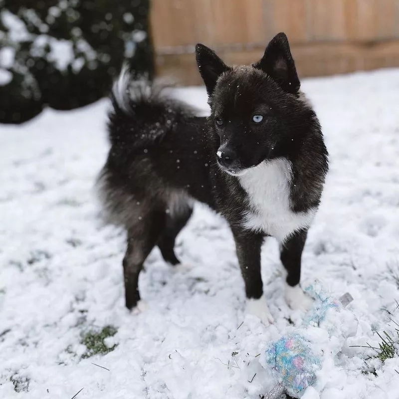 Fun Fact: Pomeranian Husky Mix