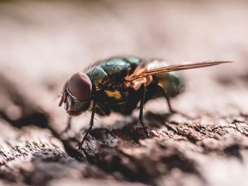 Close-up of a fly