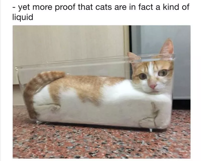 Cat laying in a plastic tub