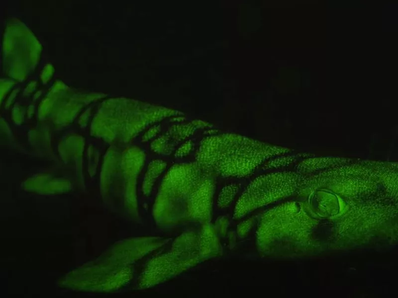 Glow-in-the-dark shark