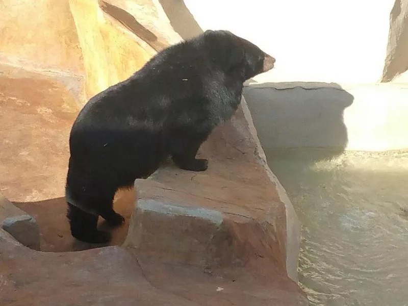 One of the three bears at Three Bears General Store