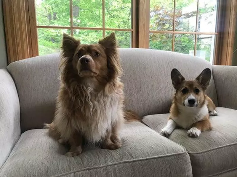 Duck toller and corgi mix