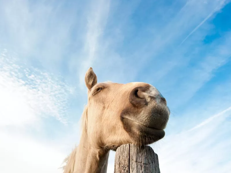 Dreaming horse