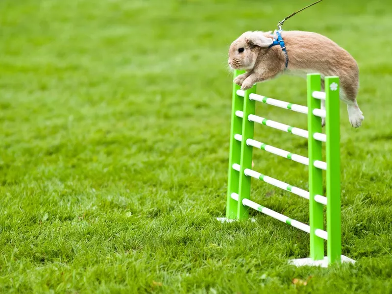 Rabbit jumping