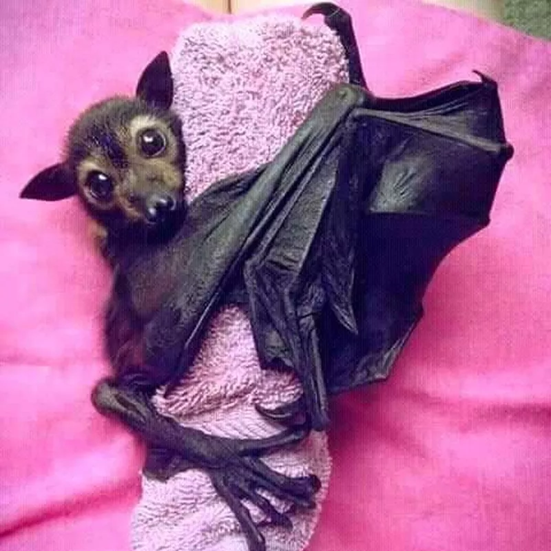 Baby bat hugging a towel