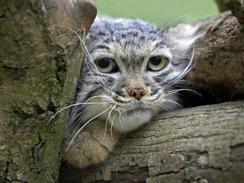 Pallas' cat between branches