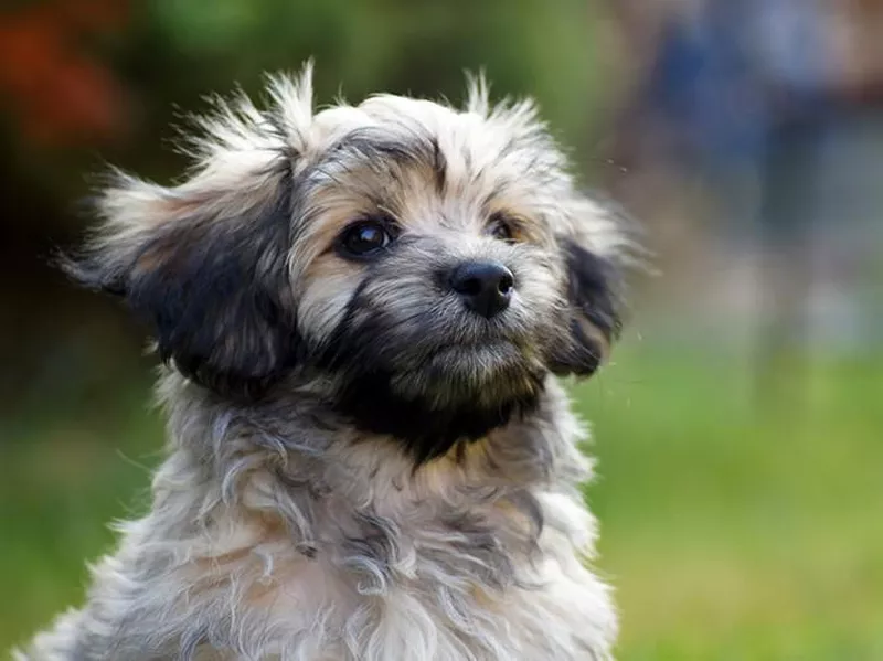 Havanese