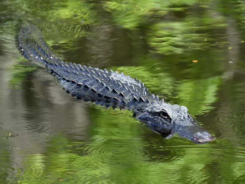 Alligator swimming, Everglades National Park, Florida, USA.