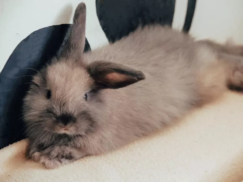 Cute bunny laying on its side